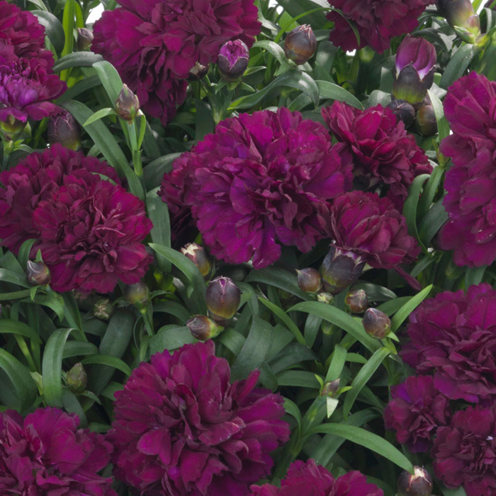 Thompson and Morgan Dianthus Pinks Sunflor Beetle Plant Pot 1.5L Image 1