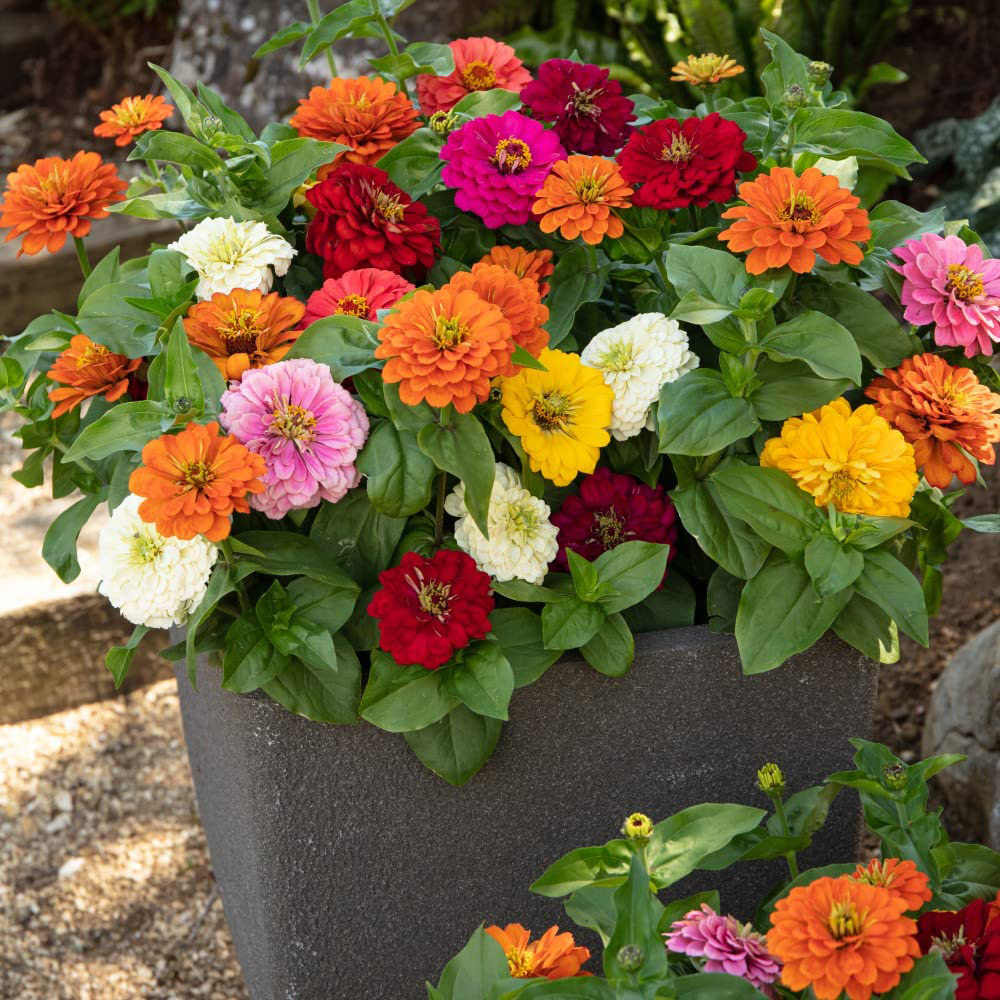 Thompson and Morgan Zinnia Zesty Garden Ready Plant 30 Pack Image 3
