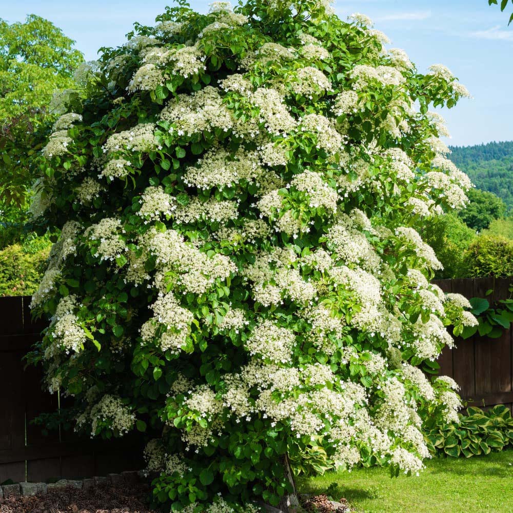 Thompson and Morgan Hydrangea Anomala Petiolaris Plant Pot 9L Image 3