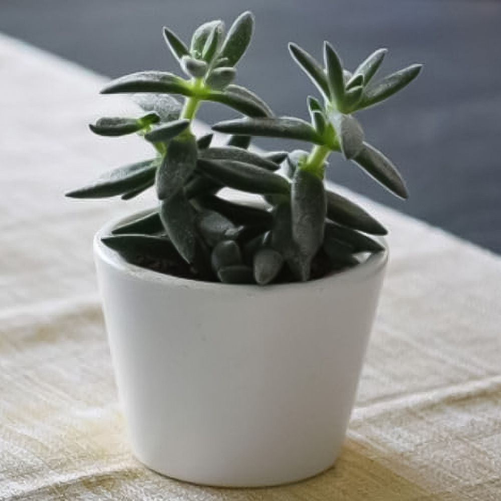 Thompson and Morgan Crassula Tarantula Potted Plant 8.5cm Image 1