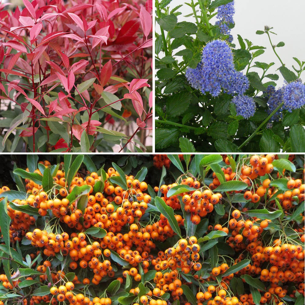 Thompson and Morgan Evergreen Shrub Trio Plant Pot 9cm 6 Pack Image 1