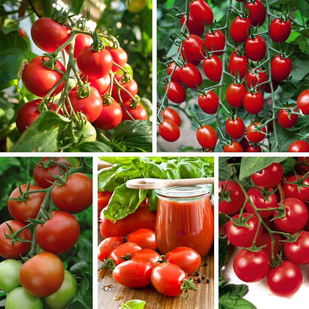 Thompson and Morgan Nurserymans Choice Grafted Tomato Plant Pot 9cm 6 Pack Image 1