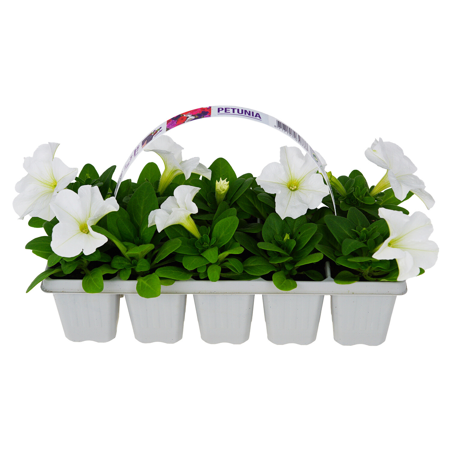 Pack of 10 Petunia Bedding - White Image