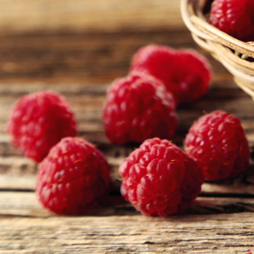 Thompson and Morgan Raspberry Autumn Bliss 6 Canes Image 2