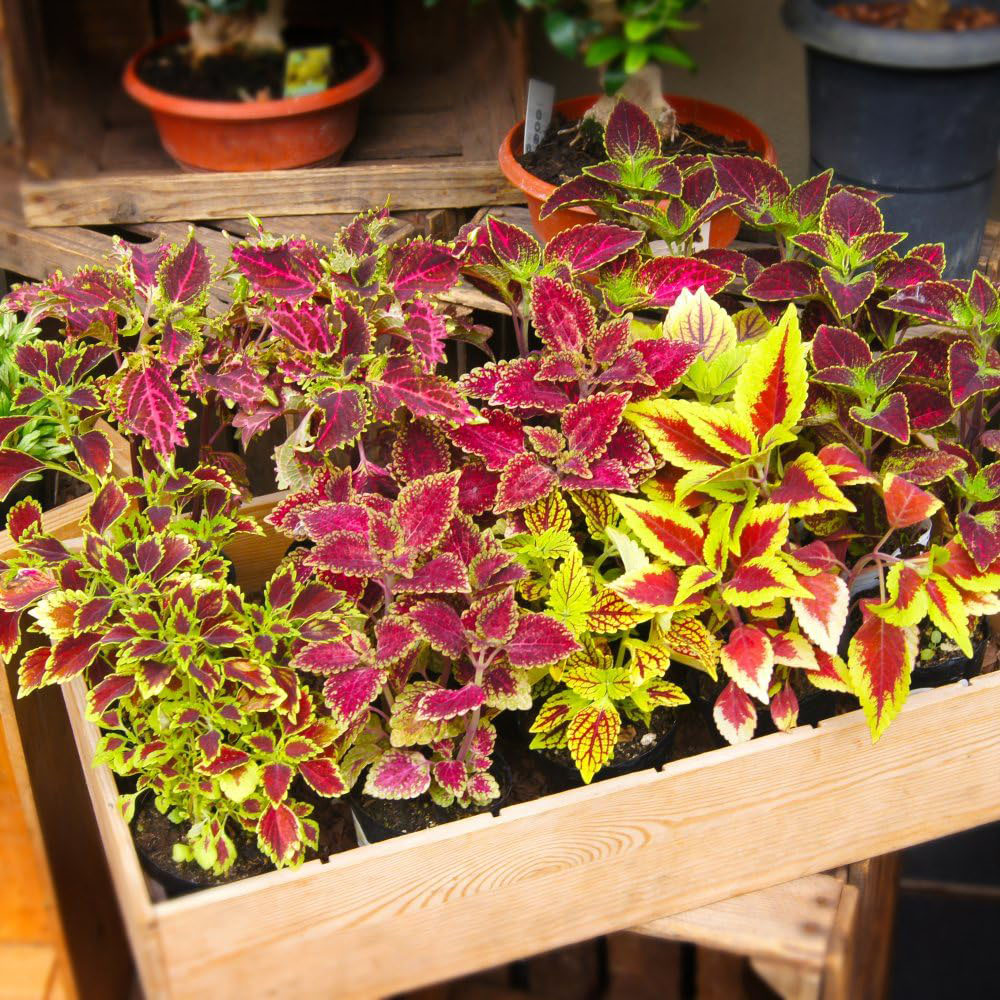 Thompson and Morgan Solenostemon Scutellarioides Mix Plant in Pot 13cm Image 2