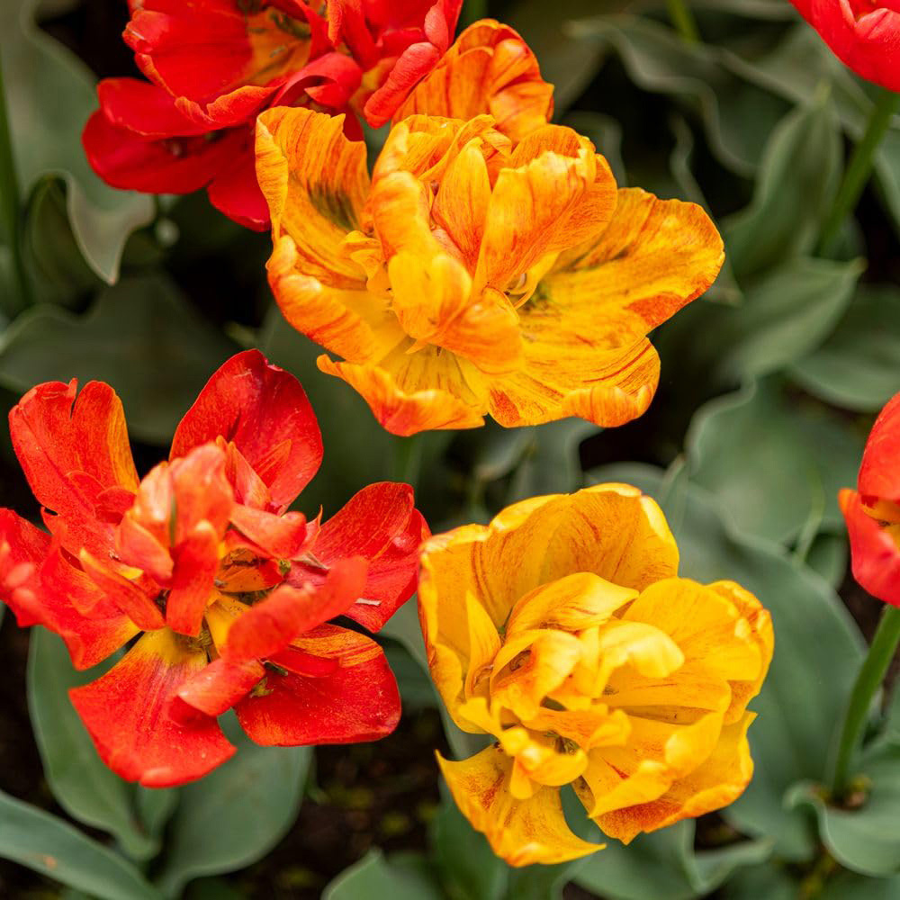 Thompson and Morgan Nurserymans Choice Tulip Planting Bulb 32 Pack Image 8