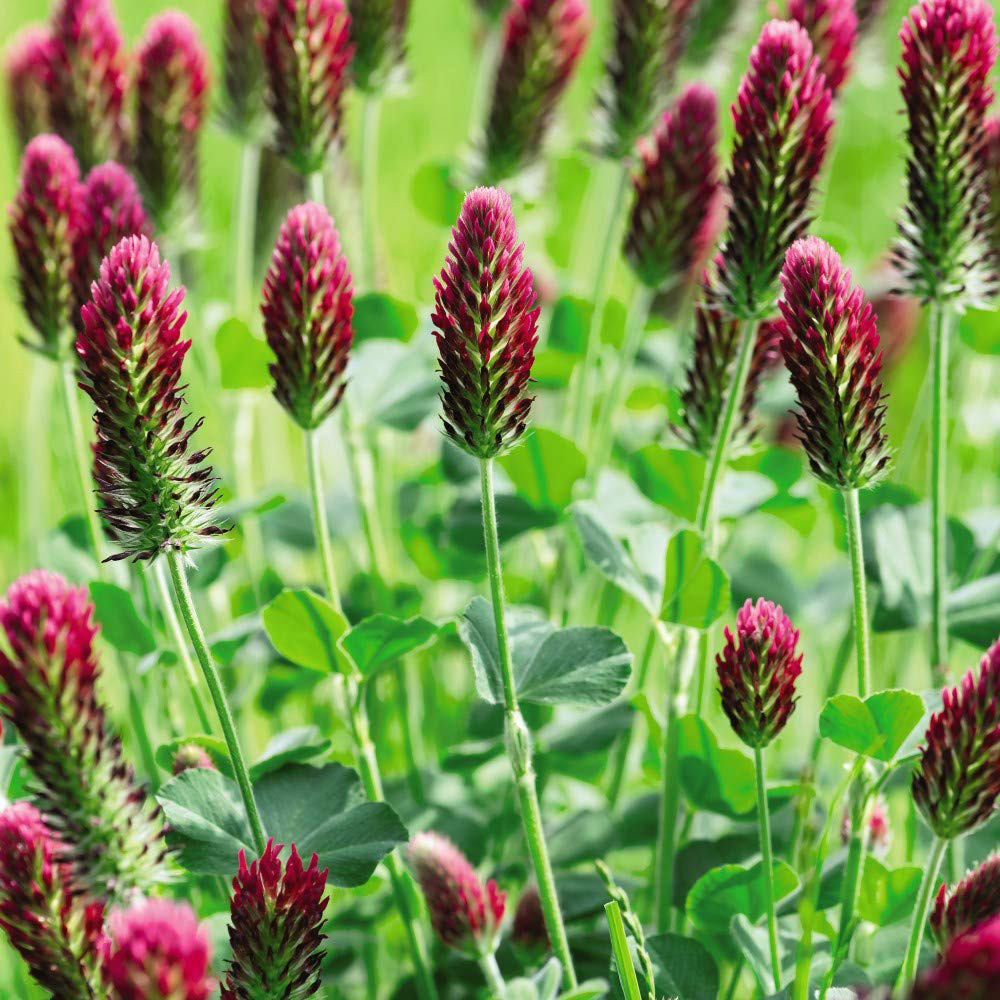 Thompson & Morgan Green Manure Crimson Clover Seeds Image 1