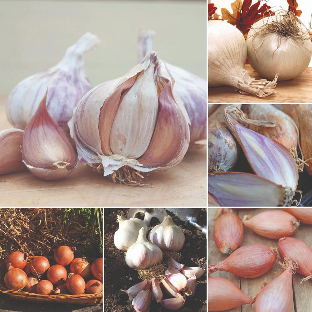 Thompson and Morgan Bumper Autumn Planting Onion Garlic Shallot Collection Bare Root Image