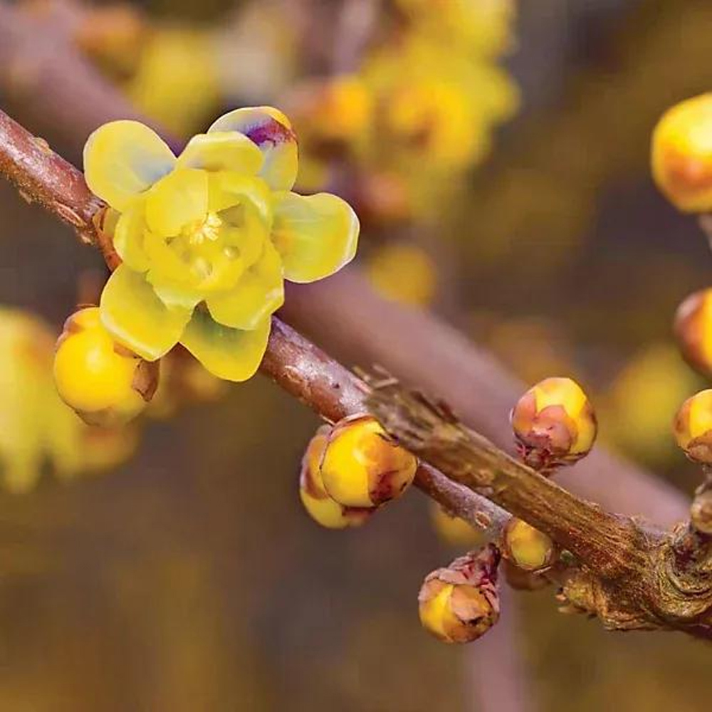 Thompson & Morgan Chimonanthus Praecox Wintersweet Plant Pot 9cm 2 Pack Image 3