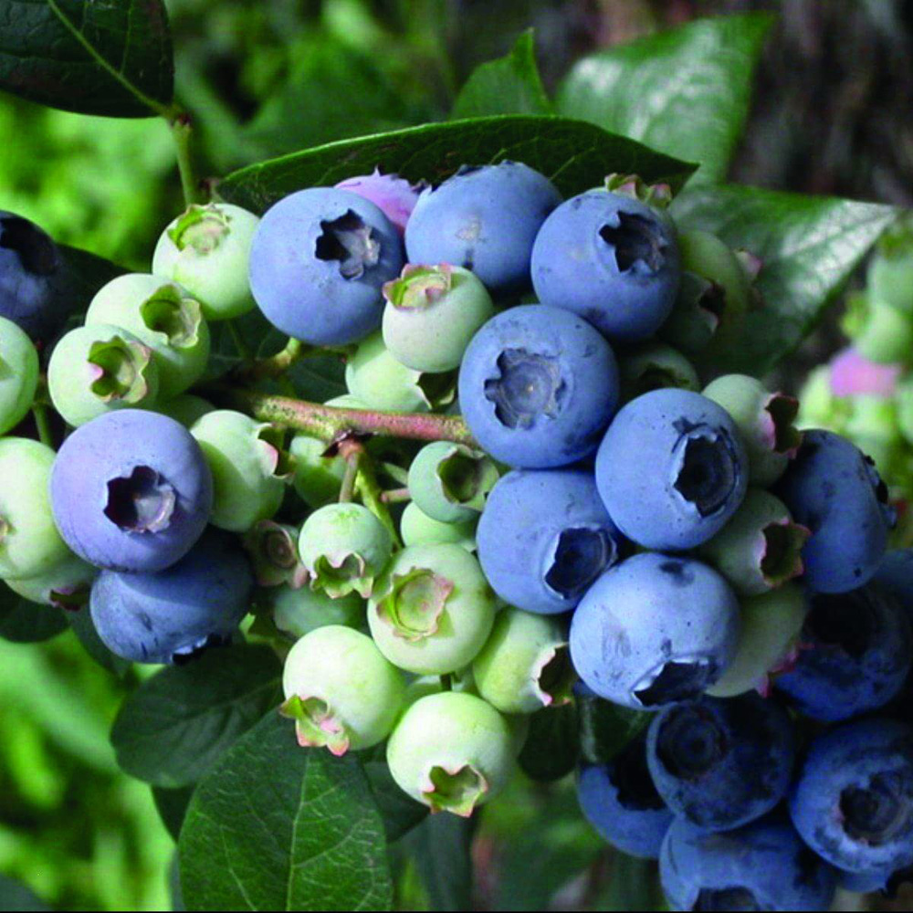 Thompson and Morgan Blueberry Vaccinium Elliott Plant Pot 2L 2 Pack Image 1