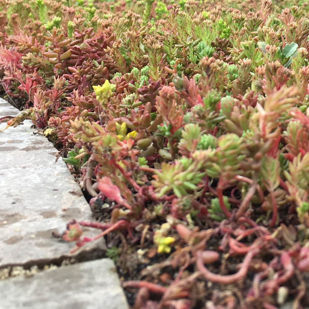 Harrowden Sedum Ground Mat Kit 10sqm Image 4