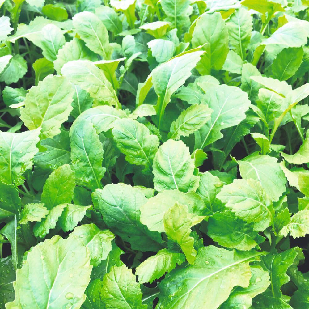 Thompson and Morgan Herb Rocket Scorpion Rocket Seed Packet Image 3