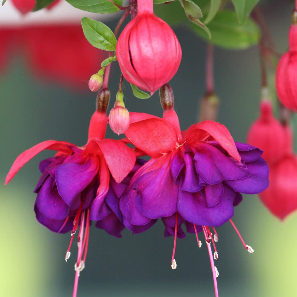 Thompson and Morgan Fuchsia Giant Flowered Collection Postiplugs 10 Pack Image 6