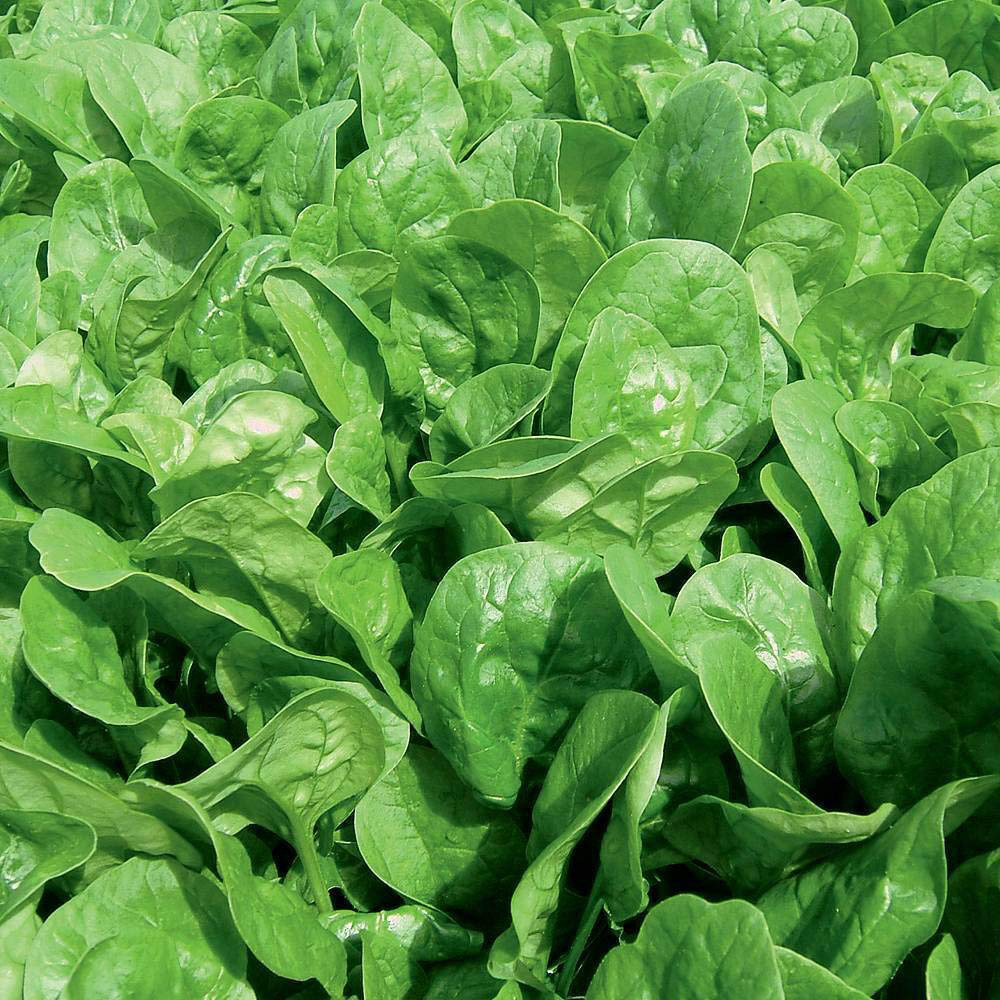 Thompson and Morgan Spinach Apollo F1 Seeds Image 1