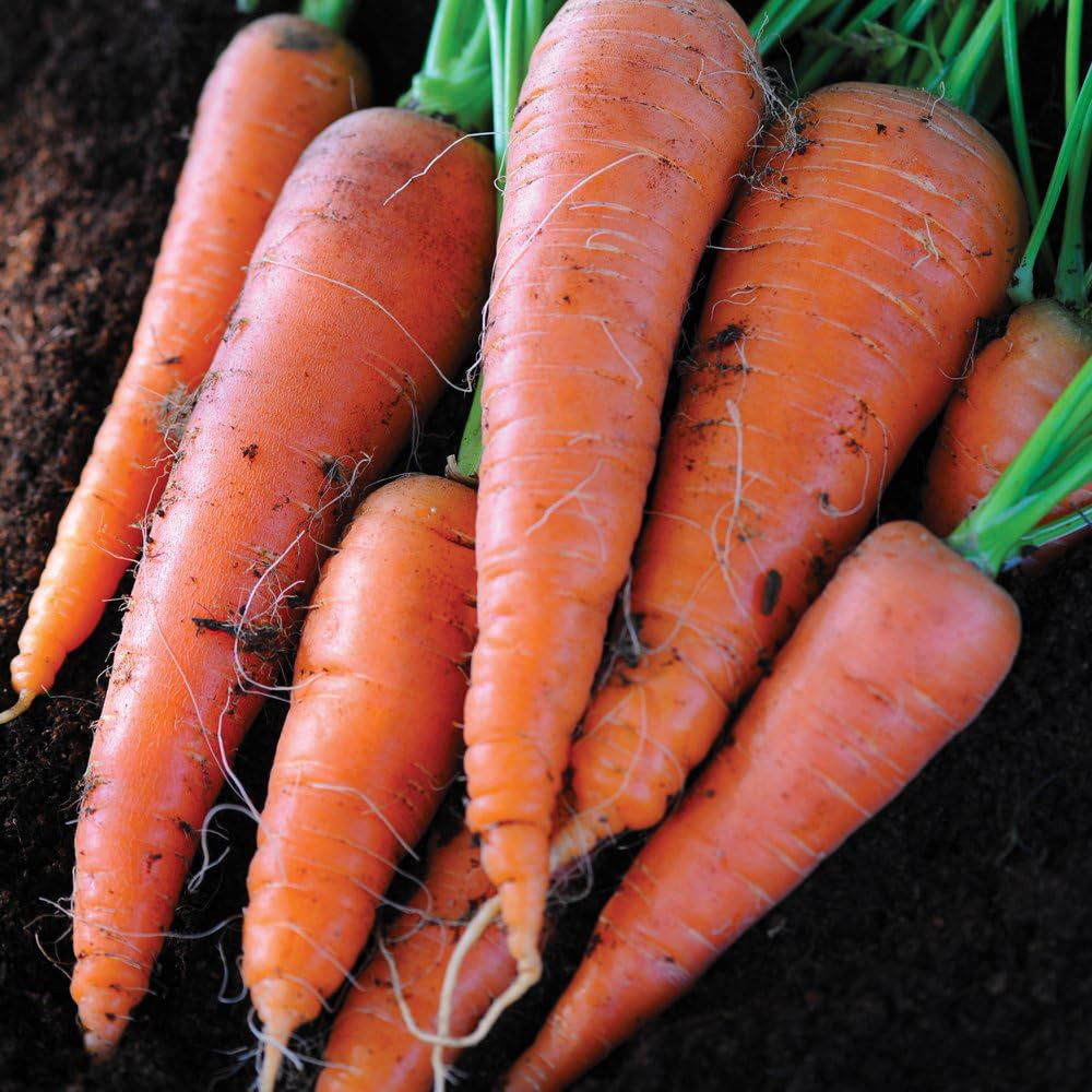Thompson & Morgan Carrot Autumn King 2 1500 Seeds Packet Image 1