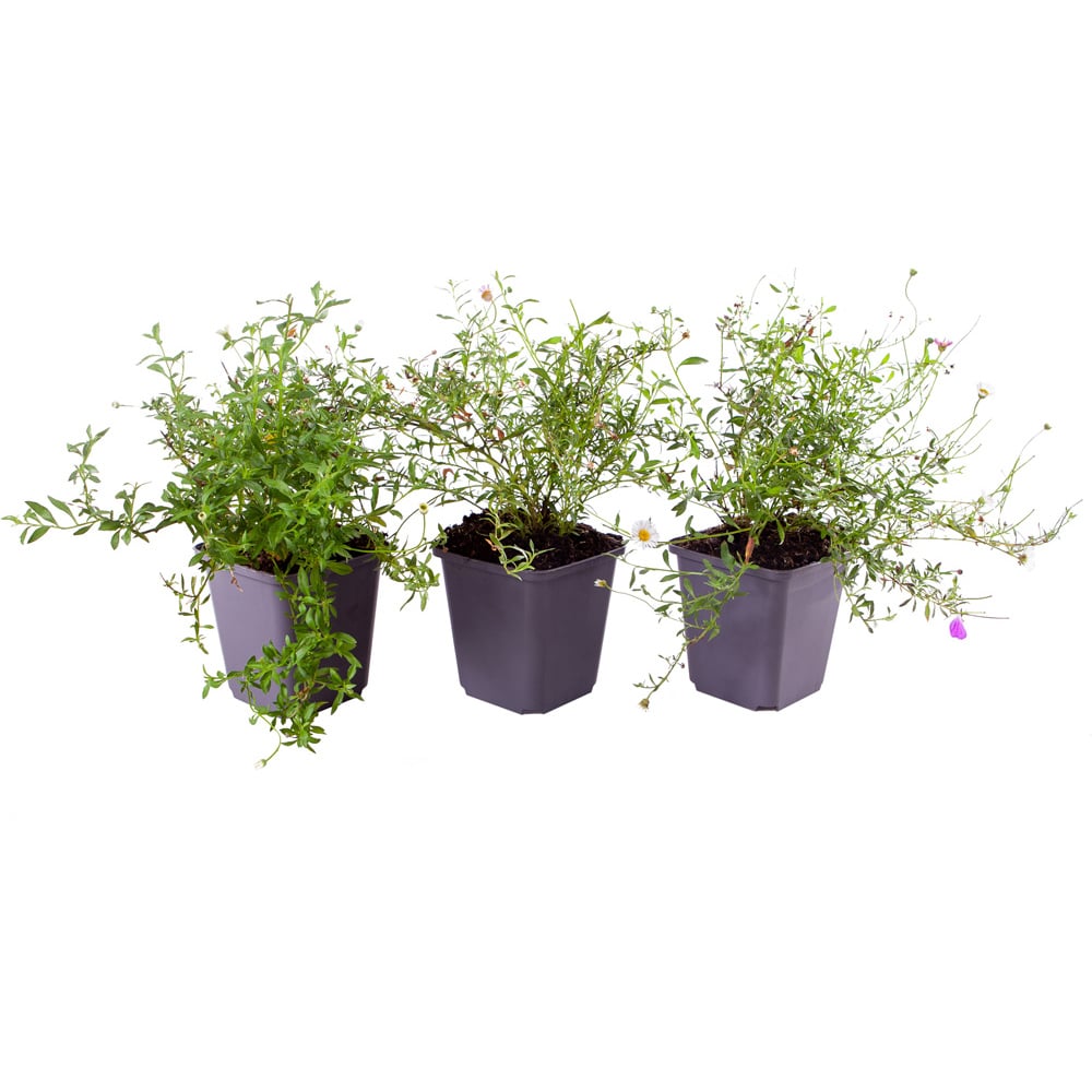 YouGarden Erigeron Karvinskianus Mexican Fleabane Plant Pot 3 Pack Image 3