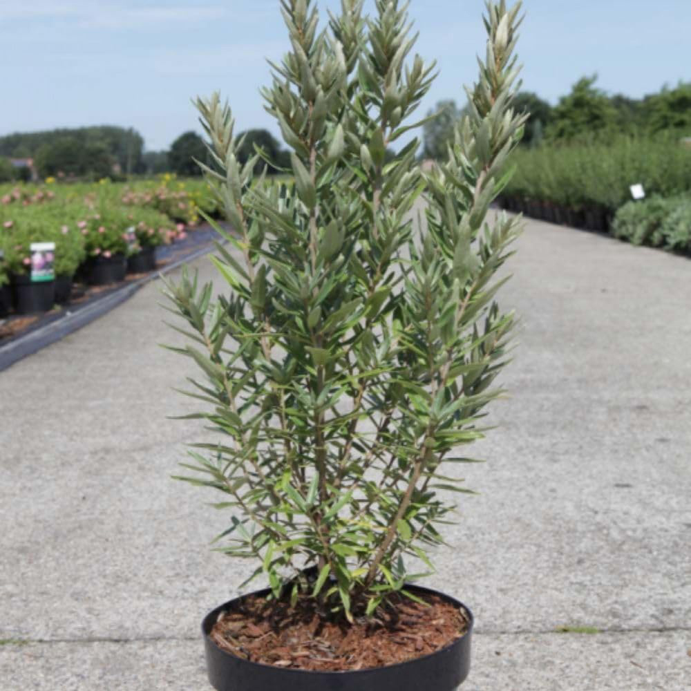 Thompson & Morgan Hippophae Rhamnoides Hikul Plant Pot 2L Image 2
