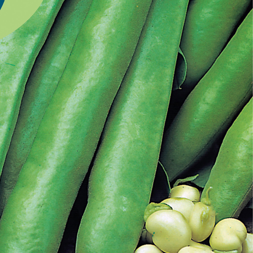 Broad Bean Valenciana Seeds Image 2