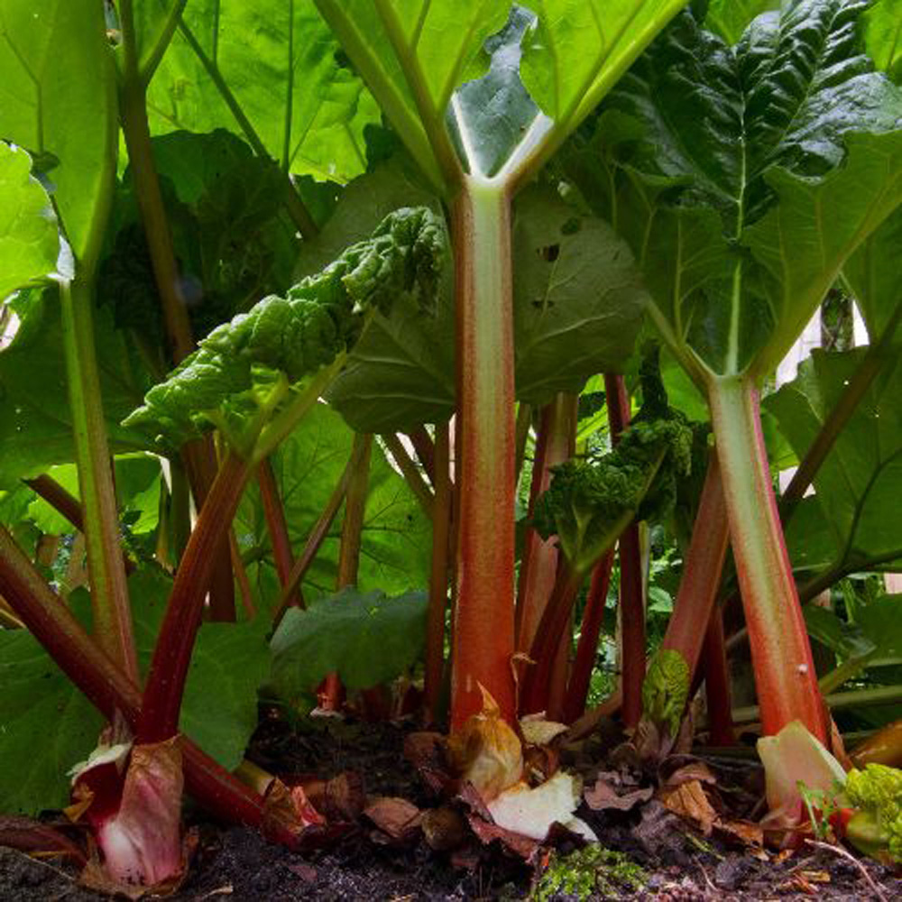 Thompson & Morgan Rhubarb Rheum Victoria Budded Root Plant 2 Pack Image 2