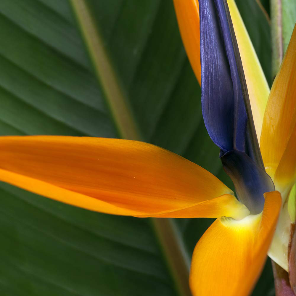 Thompson and Morgan Bird Of Paradise Plant Pot 13cm 2 Pack Image 3