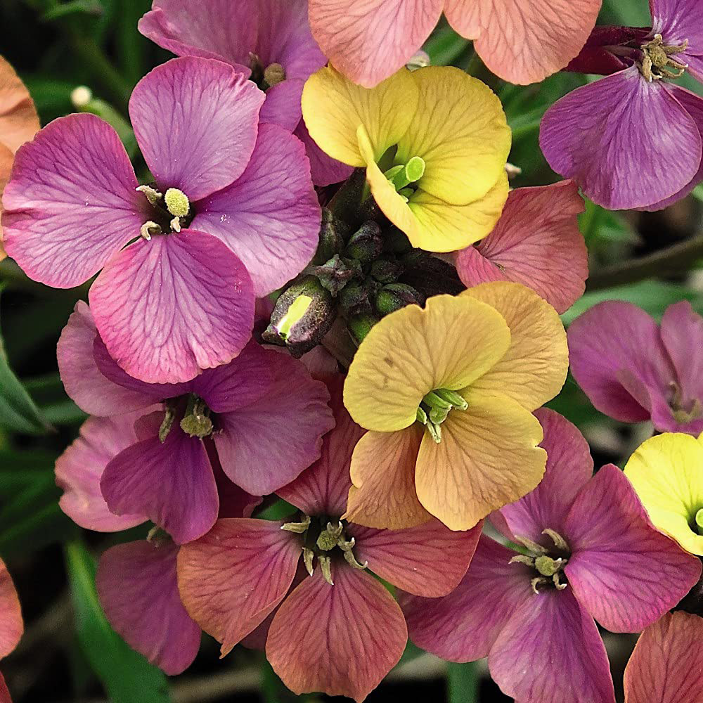 Thompson & Morgan Erysimum Wallflower Artist Paintbox Jumbo Plant Plug 3 Pack Image 1
