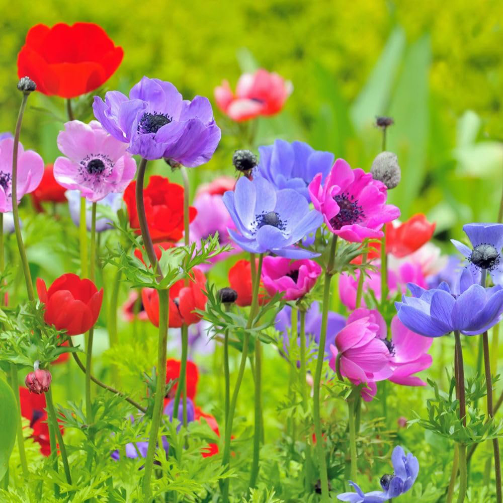 Thompson and Morgan Anemone De Caen Mix Bulb 40 Pack Image 1