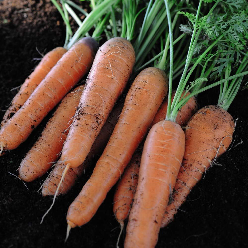 Thompson & Morgan Carrot Nantes 2 1500 Seeds Packet Image