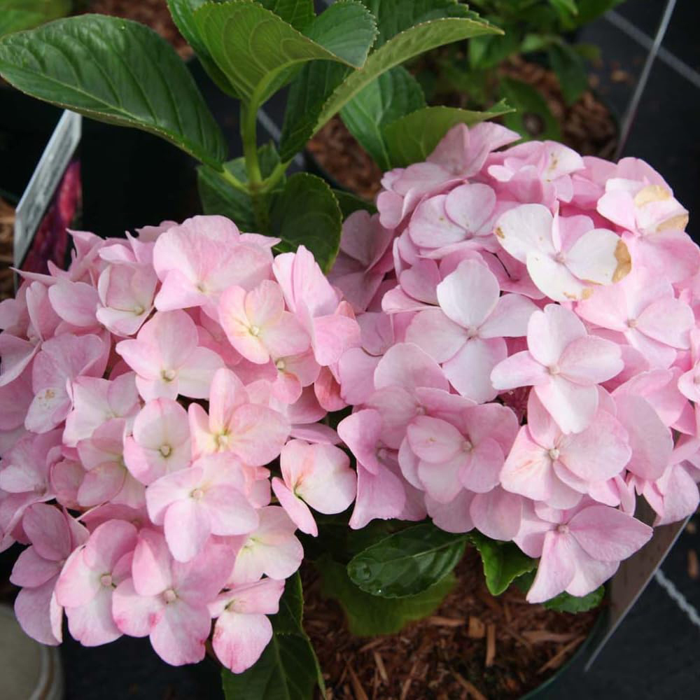 Thompson & Morgan Hydrangea Macrophylla Belle Seduction Plant Pot 25L Image 2