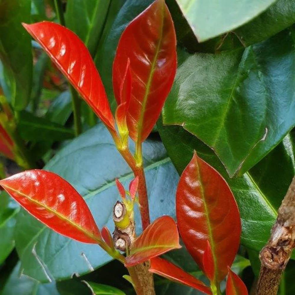 YouGarden Cherry Laurel On Fire Plant in Pot 9cm 12 Pack Image
