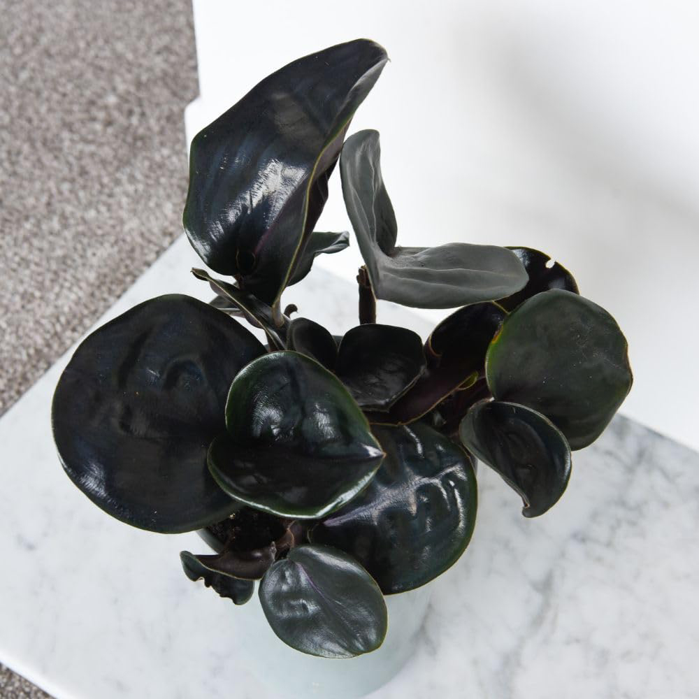 Thompson and Morgan Geogenanthus Ciliatus Midnight Pearl Plant Pot 13cm 2 Pack Image 4