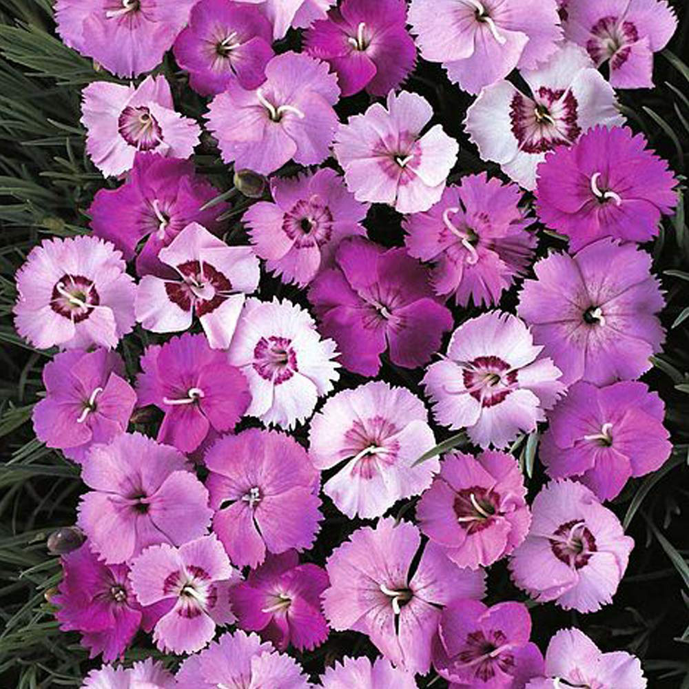 Thompson and Morgan Dianthus Plumarius Ipswich Pinks Mixed Seeds Image 1