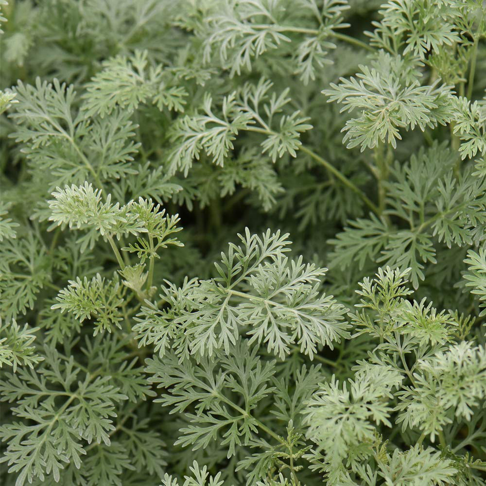 Thompson and Morgan Artemisia Arborescens Powis Castle Plant Pot 1L Image 2