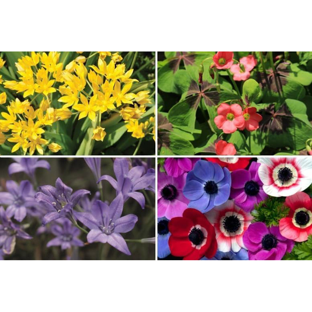 Thompson & Morgan Summer Flowering Planting Bulb 100 Pack Image 2