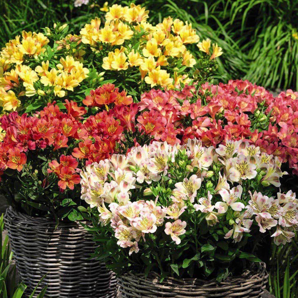 Thompson and Morgan Alstroemeria Valley Collection Jumbo Plugs 6 Pack Image 1