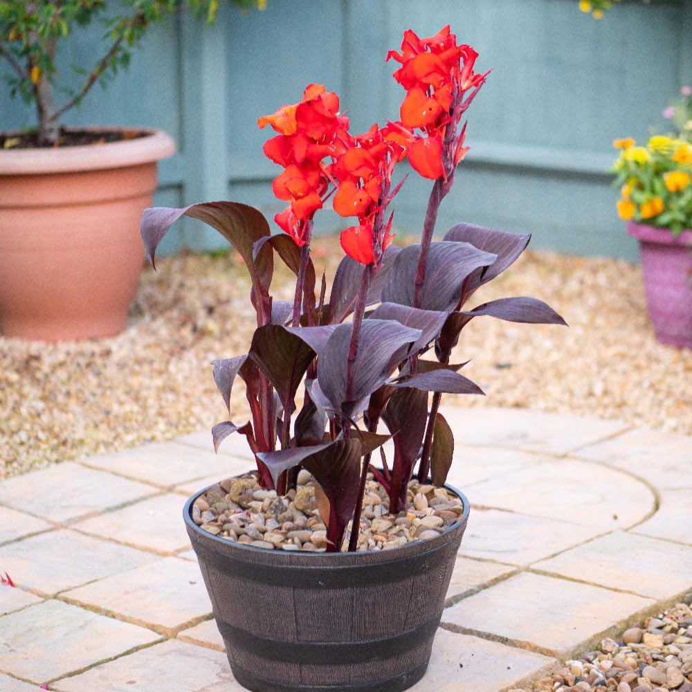 Thompson and Morgan Canna Tropicanna Black Plant Pot 4.5L Image 2