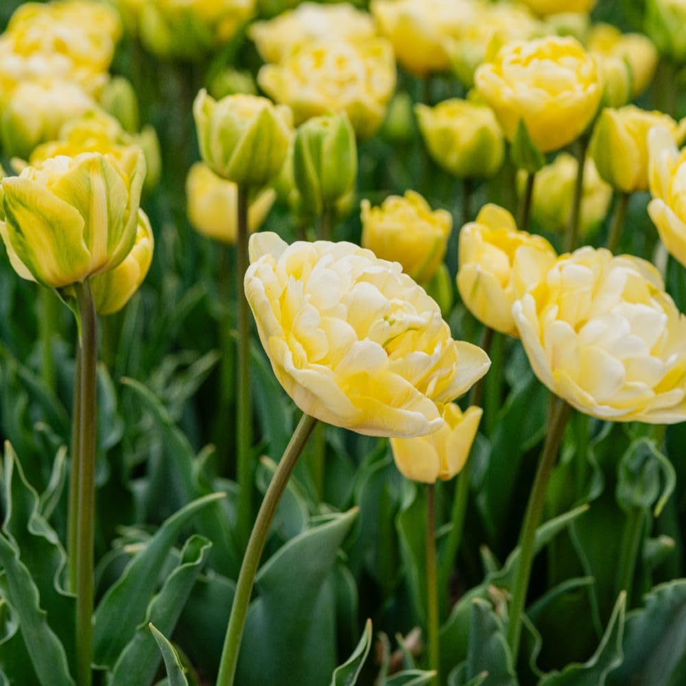Thompson and Morgan Tulip Wedding Dream Planting Bulb 8 Pack Image 2