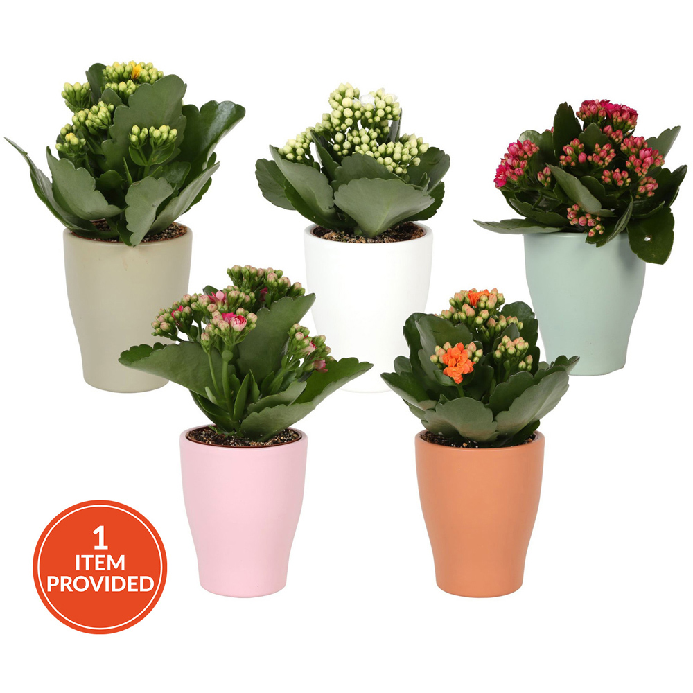 Kalanchoe in Ceramic Pot Image 2