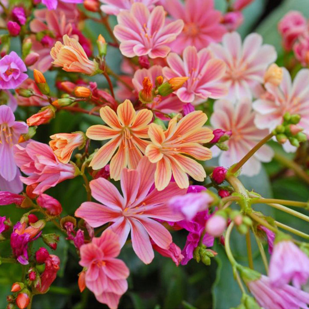 Thompson and Morgan Lewisia Elise Mixed Plant Plugs 48 Pack Image 3