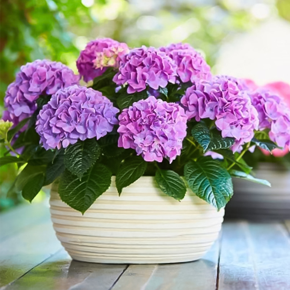 Thompson and Morgan Hydrangea Tabletop Plant Pot 17cm 3 Pack Image 1