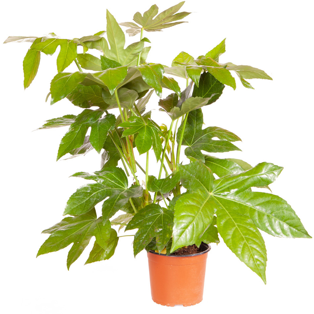 YouGarden Fatsia Japonica Camouflage Plant Pot 3L Image 2