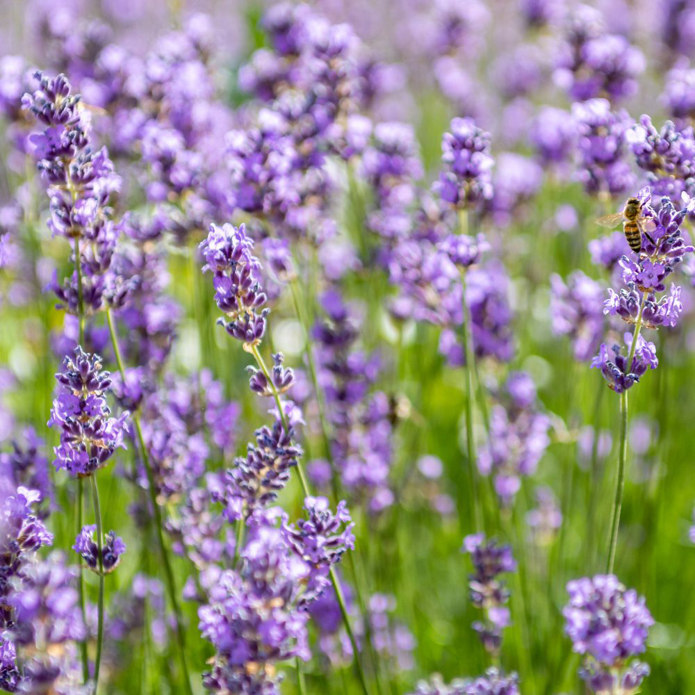 Thompson and Morgan Lavandula Lavender Munstead Potted Plant 1L 3 Pack Image 5