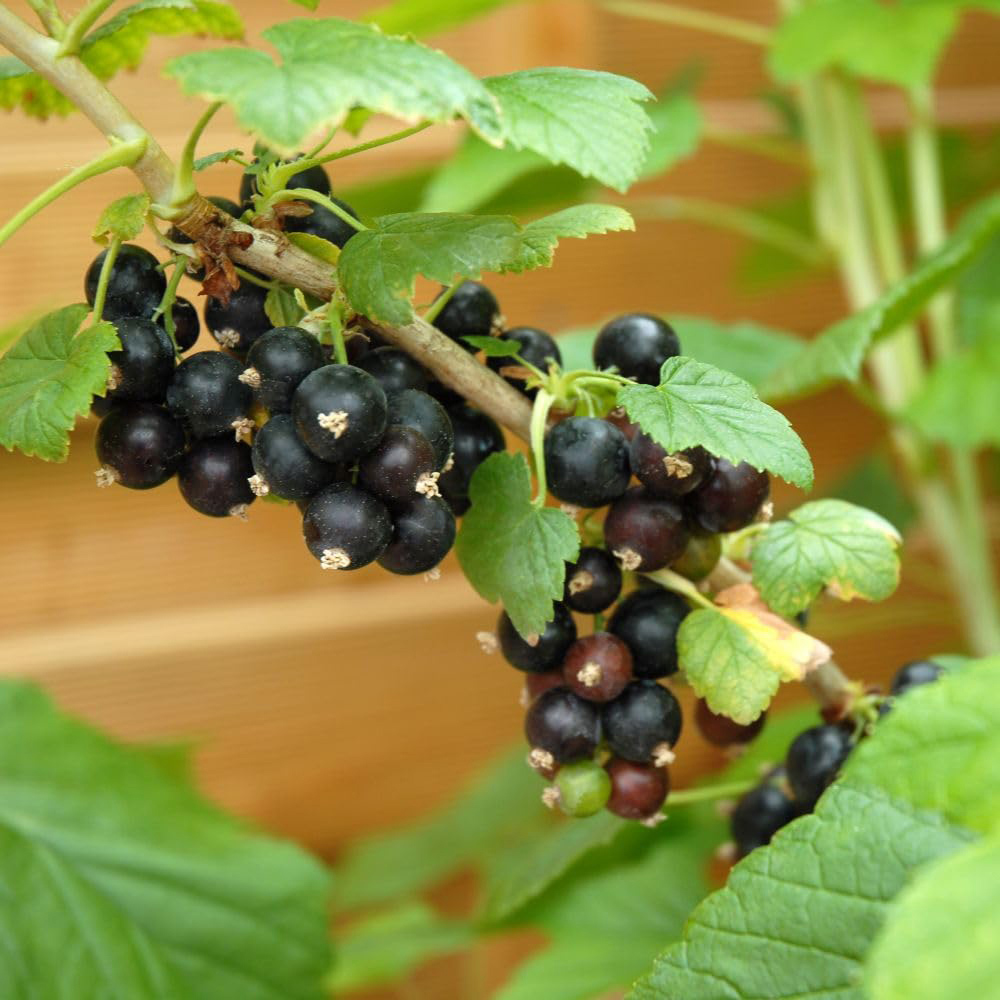 Thompson and Morgan Blackcurrant Ebony Bush Bare Root Tree 2 Pack Image 1