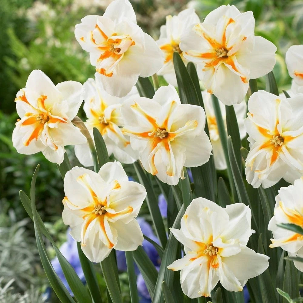 Thompson and Morgan Daffodil Trepolo Autumn Planting Bulb 3 Pack Image 3