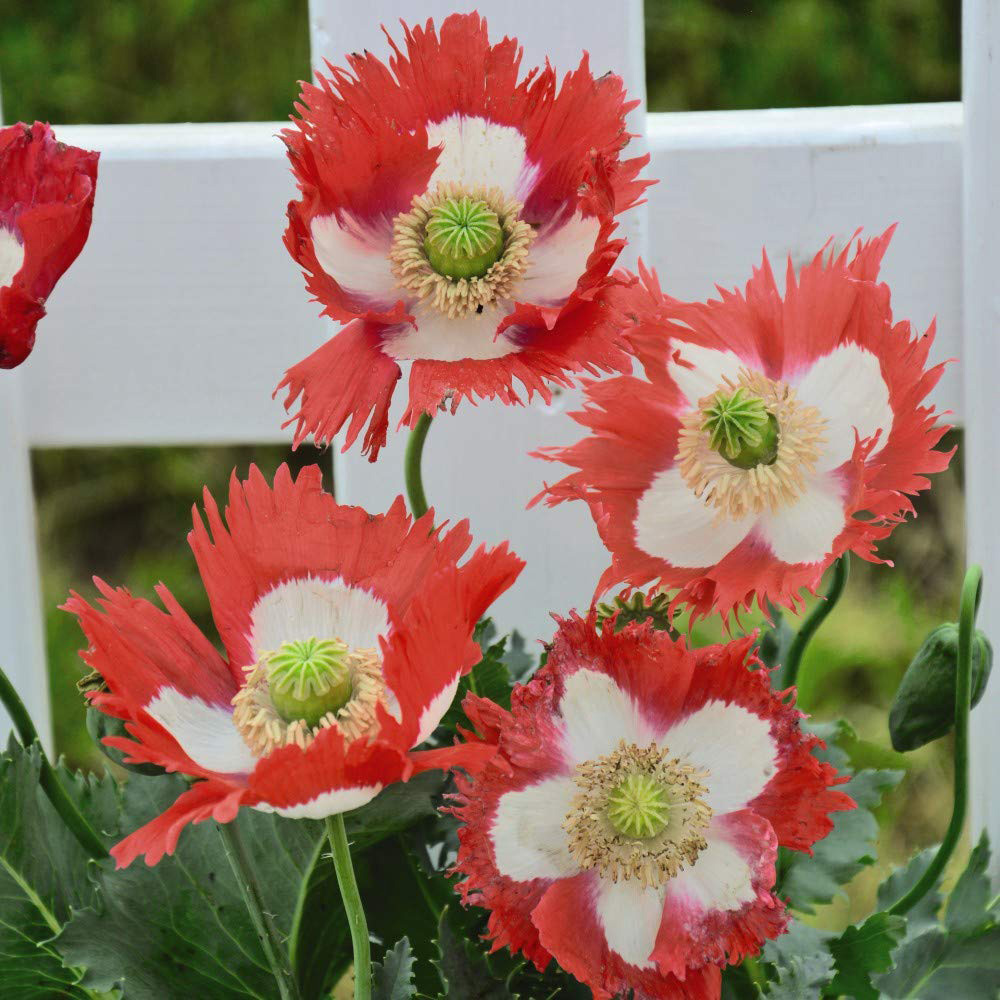 Thompson and Morgan Papaver Danish Flag Seeds Image 2