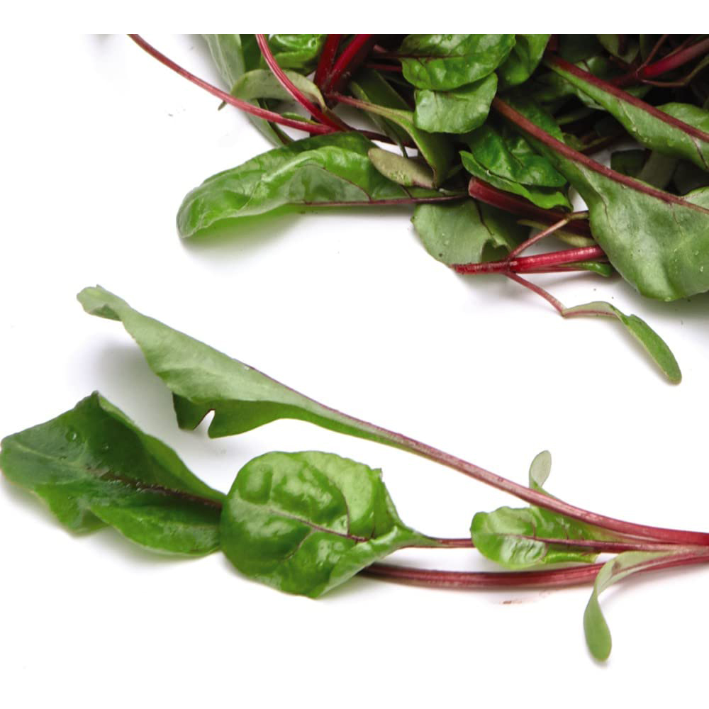 Thompson & Morgan Chard Fire Fresh Seeds Image 2