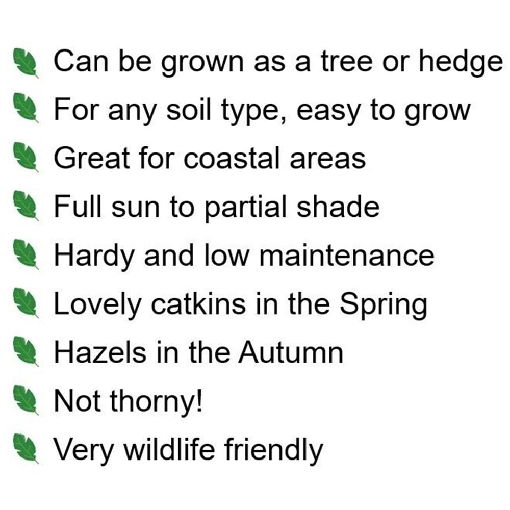 Inspirational Gifting Hazel Bare Root Hedge Plant Sapling 60cm 5 Pack Image 7