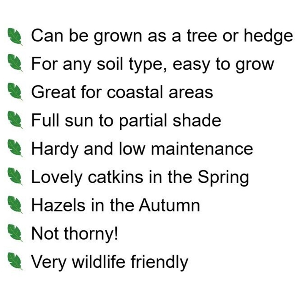 Inspirational Gifting Hazel Bare Root Hedge Plant Saplings 2ft 10 Pack Image 7