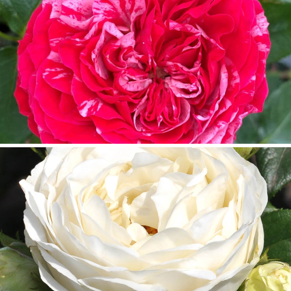 YouGarden Rose Old English Collection Plant in Pot 4.5L 2 Pack Image 1