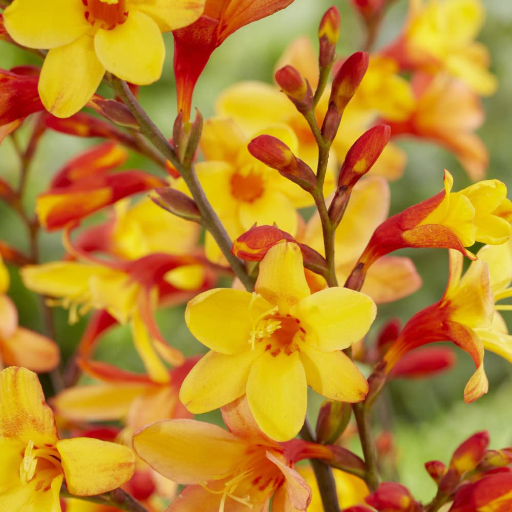 Thompson and Morgan Crocosmia Harlequin Potted Plant 9cm Image 2