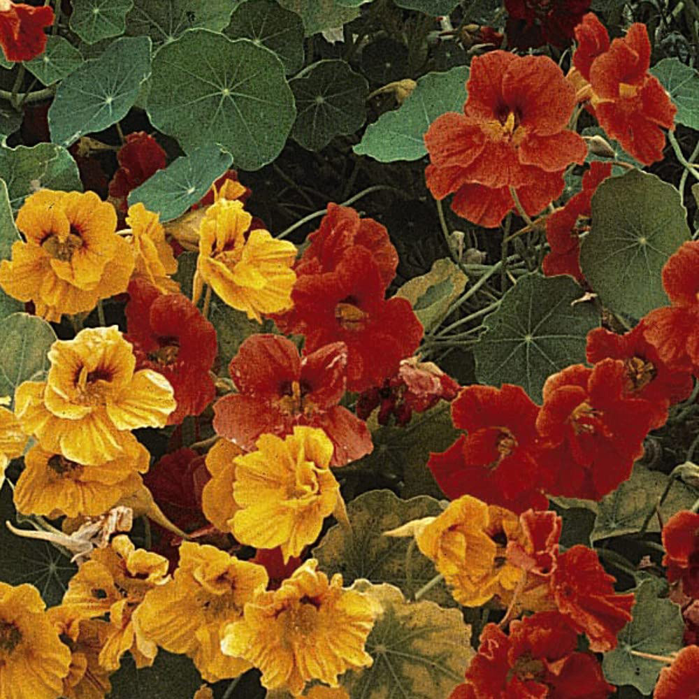 Thompson and Morgan Nasturtium Climbing Mixed Seeds Image 2